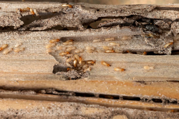 Trusted St Cloud, FL Pest Control Experts