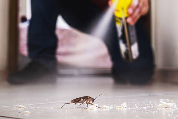 Best Rat Extermination Near Me  in St Cloud, FL